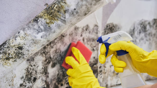 Why You Should Choose Our Mold Remediation Services in Salem, MO